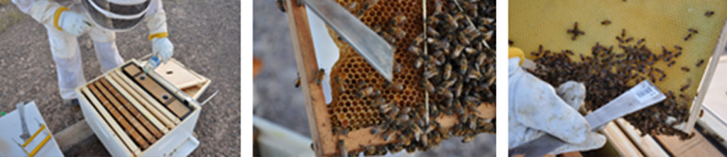 Protecting Bees & Maintaining Safe Operations