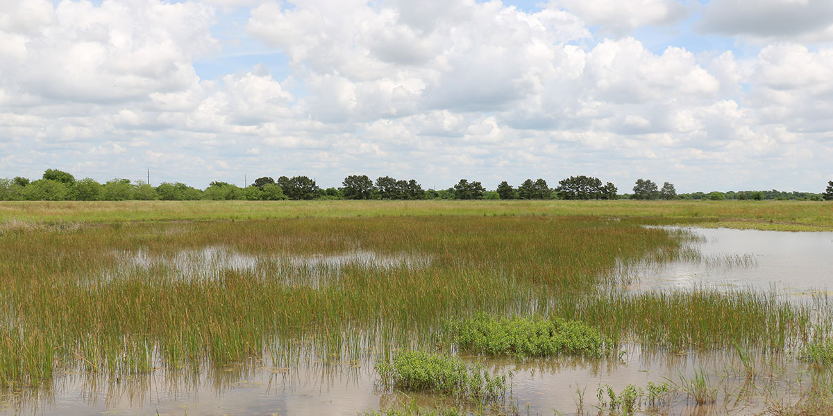 Apache Tree Grant Program Preserves the Endangered Beauty of the Texas Coastal Prairie